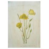 Botanical Prints of Canvas. Originally from Mary Vaux Walcott 1925 Book "North American Wildflowers"