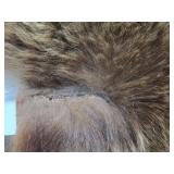 Excellent Genuine Cinnamon Bear Fur/Hide Rug