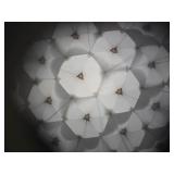 Nice Pair of Wooden Kaleidoscopes