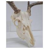 Genuine Bleached Deer Skull & Antlers