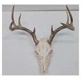Genuine Bleached Deer Skull & Antlers