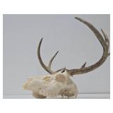 Genuine Bleached Deer Skull & Antlers