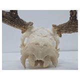 Genuine Bleached Deer Skull & Antlers