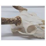 Genuine Bleached Deer Skull & Antlers