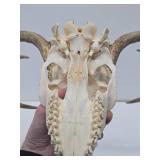 Genuine Bleached Deer Skull & Antlers