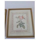 Pair of Framed Botanical Rose Prints with Gold Tone Frames