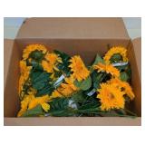NEW MAINSTAYS TEDDY BEAR SUNFLOWER ( 20+ CT )