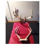2 sets of deer Antlers