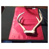 2 sets of deer Antlers