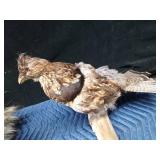 Bob Cat, coyote head, and a grouse mount