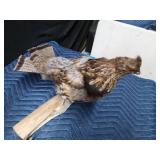 Bob Cat, coyote head, and a grouse mount