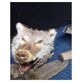 Bob Cat, coyote head, and a grouse mount