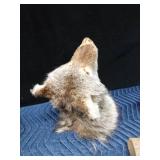 Bob Cat, coyote head, and a grouse mount