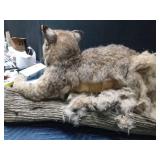 Bob Cat, coyote head, and a grouse mount