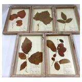 Pressed Leaf Frames - Set of 5 in Rustic Wood Frames & LOVE Sign