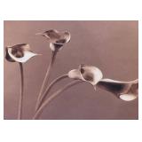 Sepia Floral Series Print by Jan Gordon