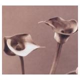 Sepia Floral Series Print by Jan Gordon