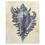 Conch Shell Art Print - Framed in Natural Wood Frame