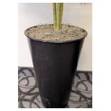 Artificial Palm Plants - Pair - 67 in Tall