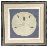 Sand Dollar Art, Framed 23 in Square