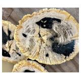 Petrified Wood Slices Coffee Table - 3-Tier, Top 32 x 20 in