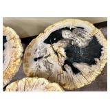 Petrified Wood Slices Coffee Table - 3-Tier, Top 32 x 20 in