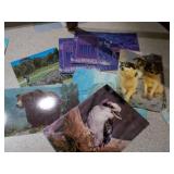 Basket Full of Postcards