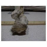 a piece of petrified wood,