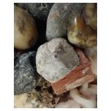 Basket of Cool Rocks, Fossils, and Unknown Specials