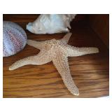 Lot of Beautiful, Large Seashells and Glass Dish of Tiny Seashells