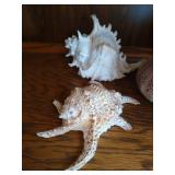 Lot of Beautiful, Large Seashells and Glass Dish of Tiny Seashells