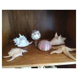 Lot of Beautiful, Large Seashells and Glass Dish of Tiny Seashells