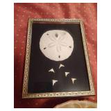 Lot of Seashells and Driftwood