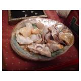 Lot of Seashells and Driftwood
