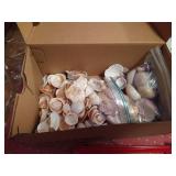 Lot of Seashells and Driftwood