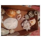 Lot of Seashells and Driftwood