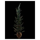 Conifer Tree - 36-Inch Tall - Potted Evergreen with Red Bud Tips
