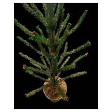 Conifer Tree - 36-Inch Tall - Potted Evergreen with Red Bud Tips