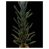 Conifer Tree - 36-Inch Tall - Potted Evergreen with Red Bud Tips