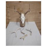 Deer Skull Antlers