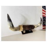 Large Western Cattle Horn Wall Display Rack