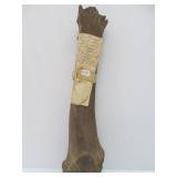 Genuine Prehistoric Bison Bone w/Provenance