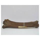 Genuine Prehistoric Bison Bone w/Provenance