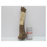 Genuine Prehistoric Bison Bone w/Provenance