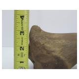 Genuine Prehistoric Bison Bone w/Provenance