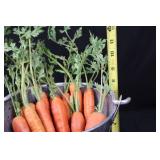 Galvanized Garden Tools Box - Seed Packet Bucket, Carrot Decor & Tiny Birdhouse