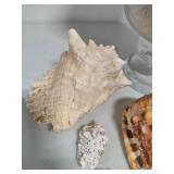 Seashell Assortment #1
