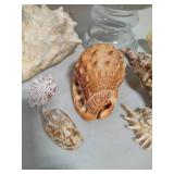 Seashell Assortment #1