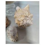 Seashell Assortment #1