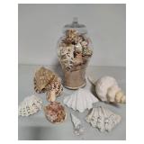Seashell Assortment #2